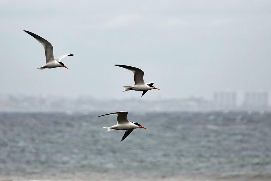 Three birds flying over water.