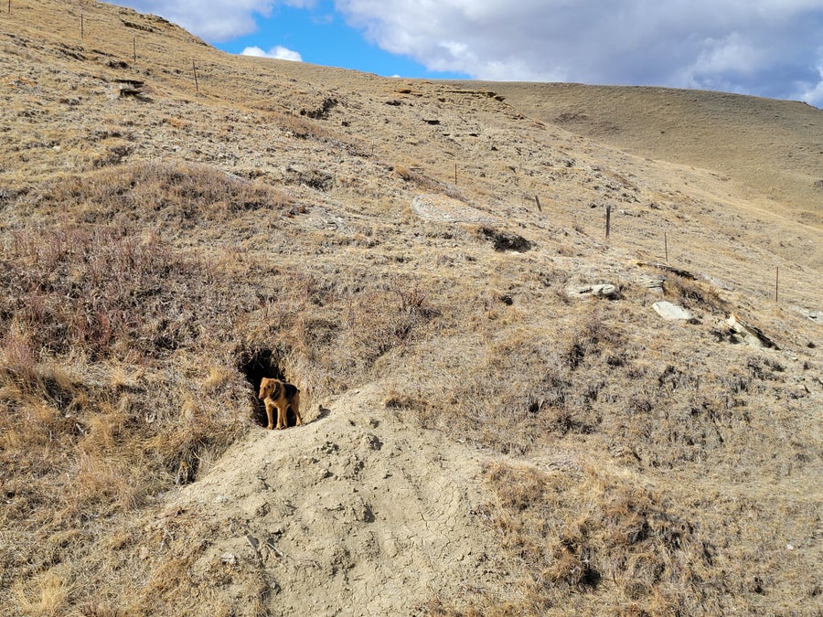 A bear dog in prairie.