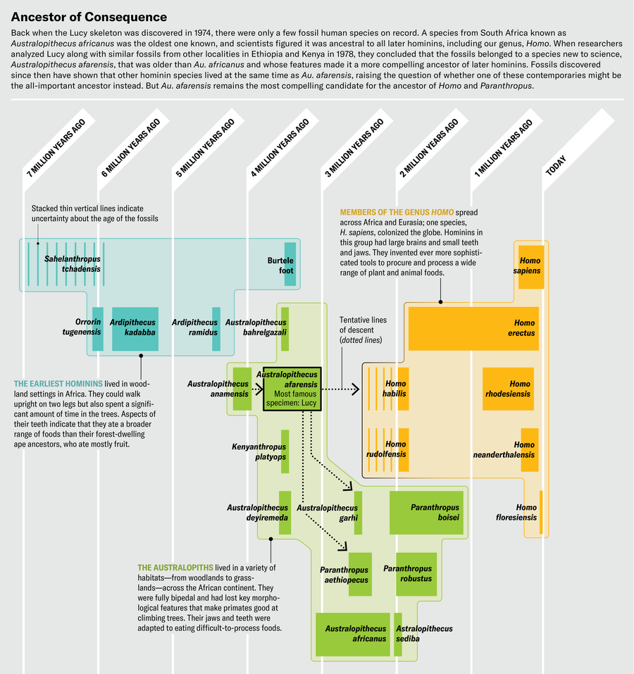 Timeline shows how Australopithecus afarensis—including Lucy, its most famous specimen—fit into the hominin family tree.