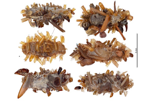 Six bone collector cases on white background