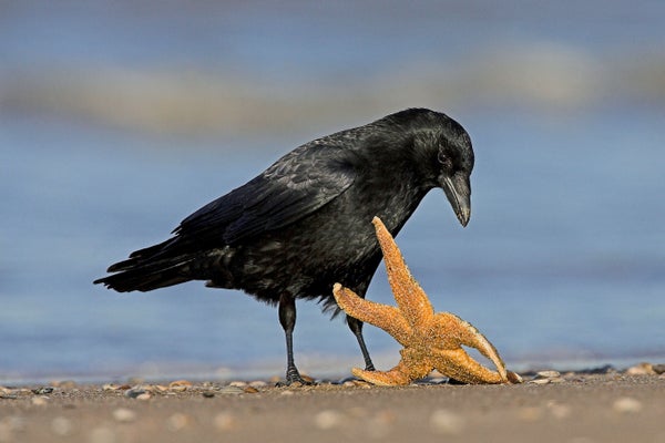 Carrion Crow (Corvus corone) foraging a sea star on a beach