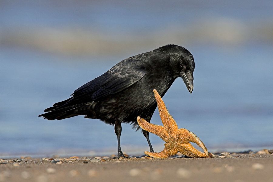 These Crows Crows Are Surprisingly Good at Geometry | Scientific American