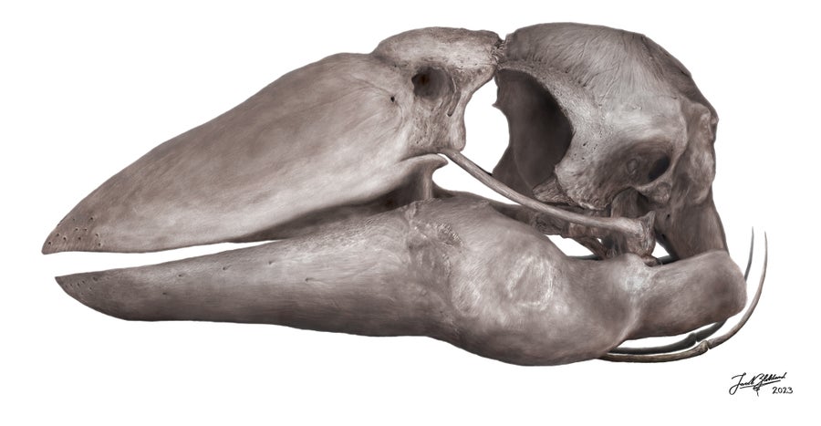 Illustration of a of the skull of Genyornis newtoni in articulation on a white background