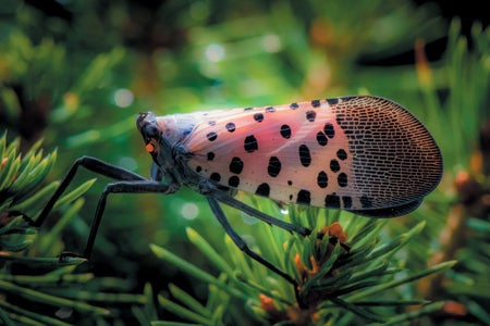 A close-up of a lanternfly shown in a natural setting.
