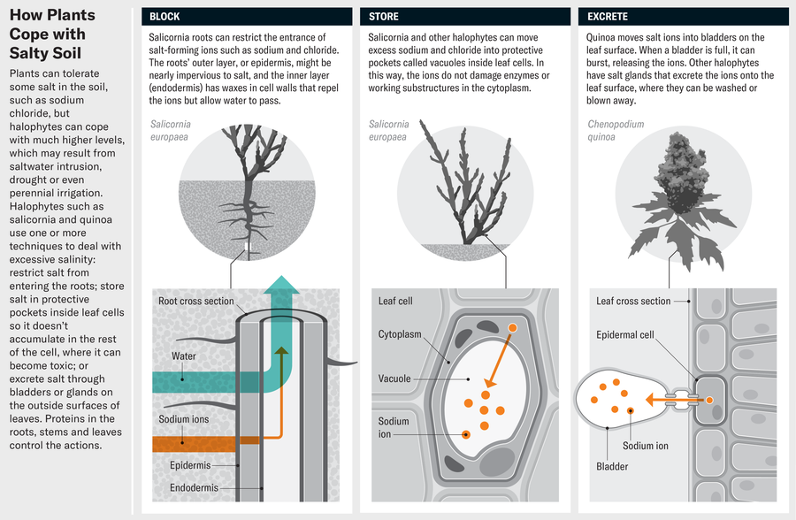 The Future of Food May Depend on Crops, Such as Quinoa, That Thrive in Salty Soils