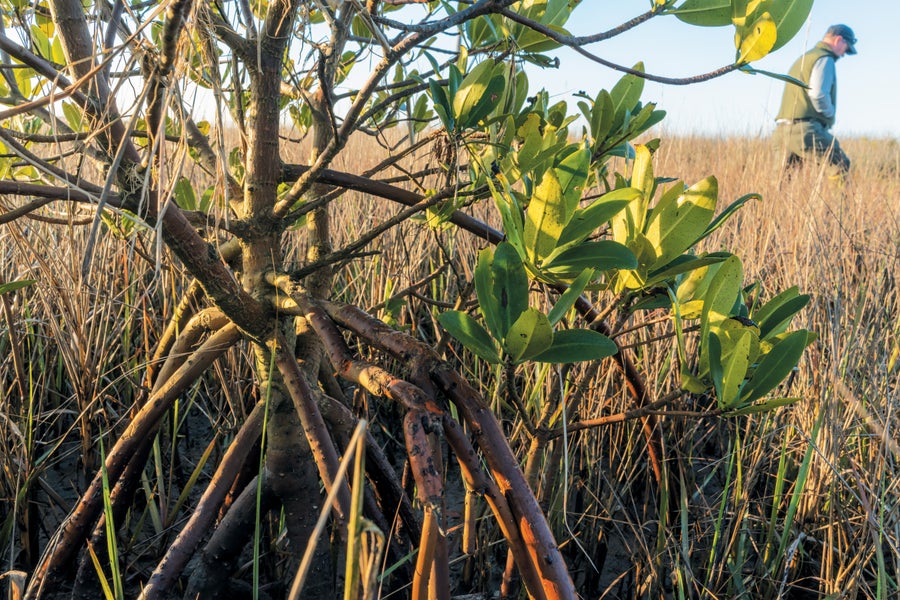 A landscape view of a mangrove, a field and a man walking in the background.