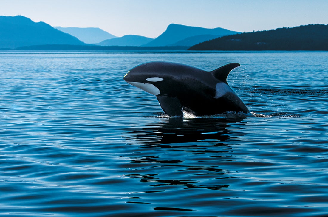 Orca emerging from the water