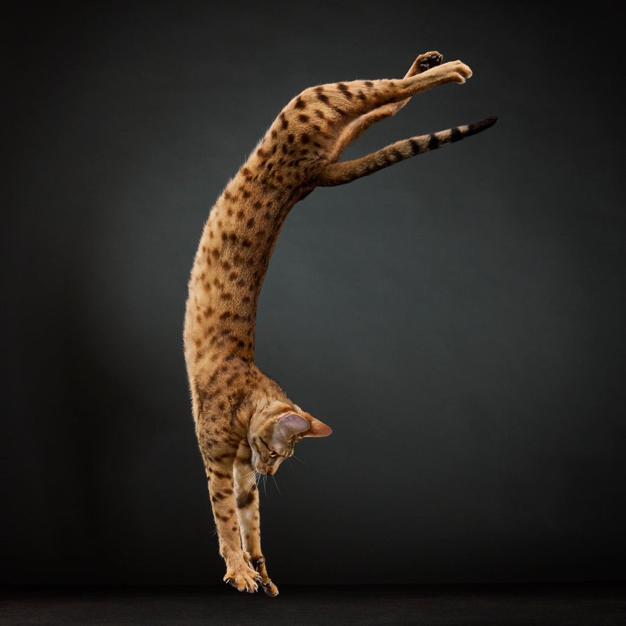 Striped cat doing a handstand