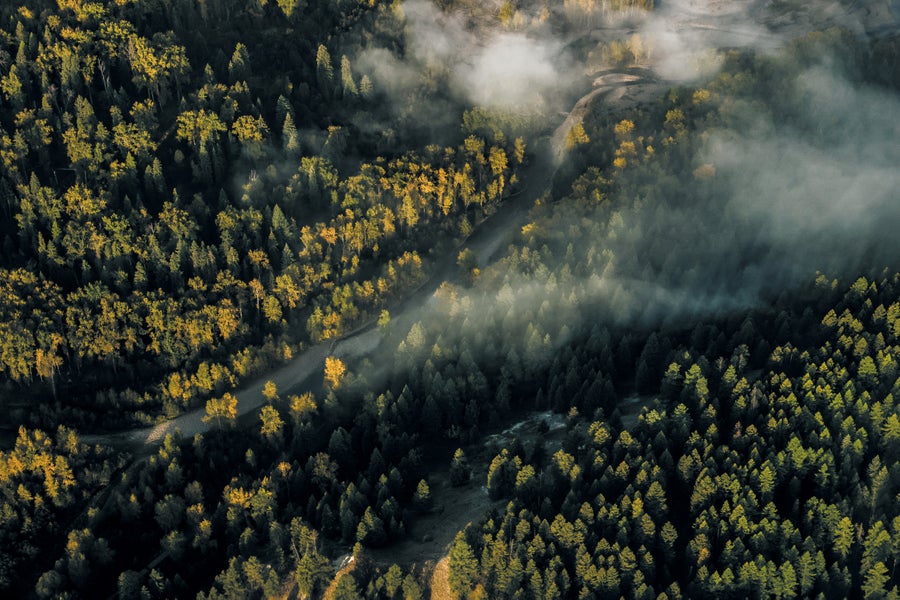 Old-Growth Forests Know How to Protect Themselves from Fire