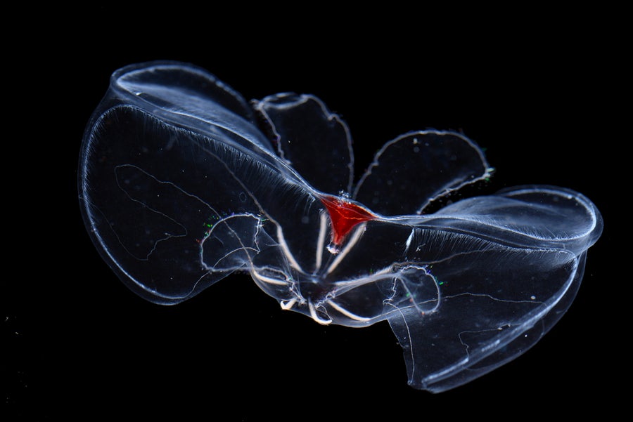 Underwater photograph of a deep-sea lobate comb jelly Bathocyroe aff. fosteri