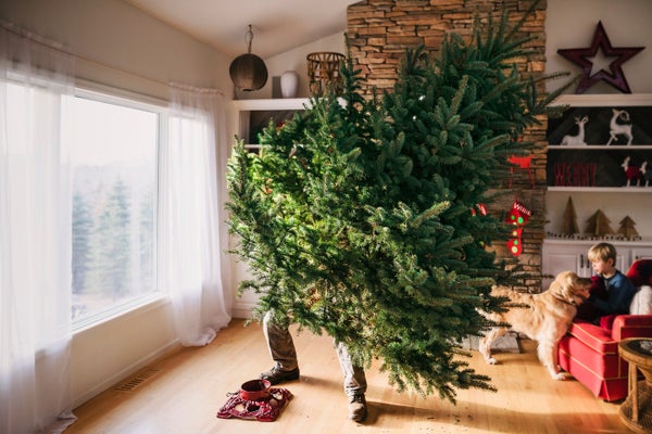 The adult puts up a Christmas tree in the living room with a small child and dog sitting on a sofa