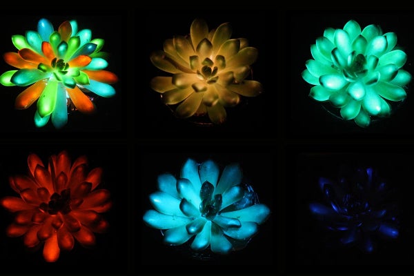 Individual succulent plants on a dark background glow in various fluorescent colors