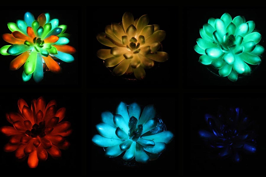 https://static.scientificamerican.com/dam/m/26f31cce28889663/original/sa0825_Glow_in_Dark_Succulent.jpg?m=1756387696.208&w=900