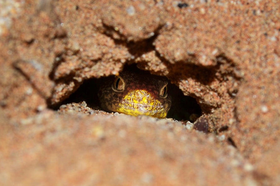 P kochi peeking outward from hole in sand
