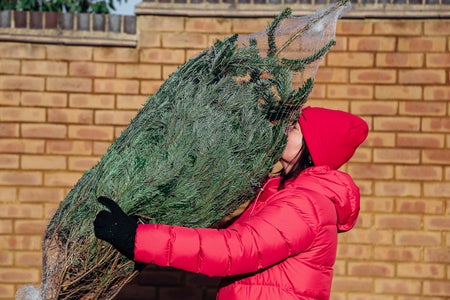 Person wearing black mittens, red winter jacket and winter cap carrying Christmas tree on street while happily smelling it in front of brick wall