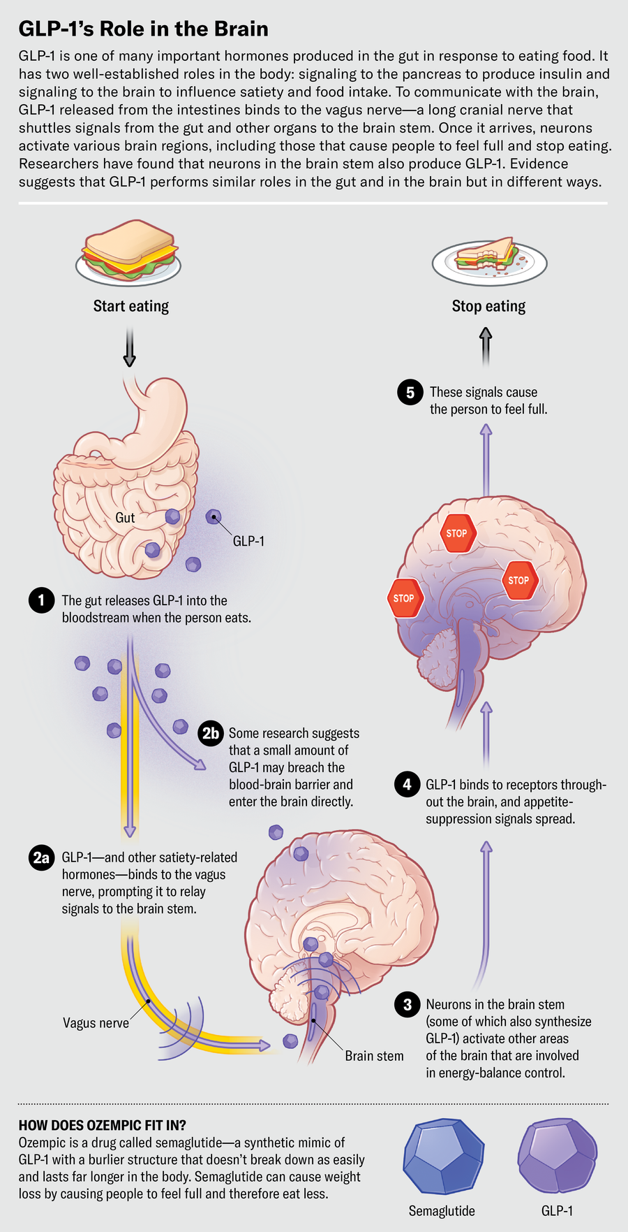 Graphic shows how the hormone GLP-1 transmits signals to the brain to influence satiety and food intake. Ozempic is a drug called semaglutide—a synthetic mimic of GLP-1 that can result in weight loss by causing people to feel full and therefore eat less.