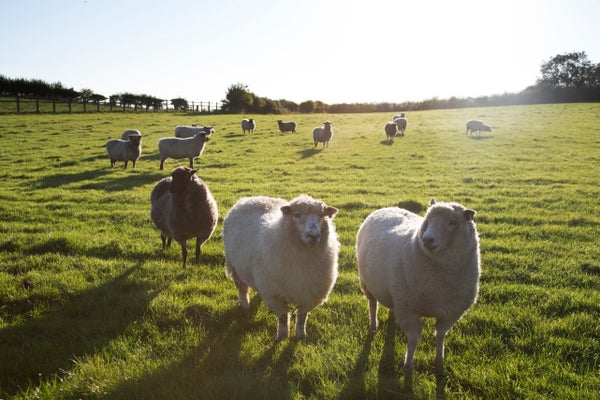 Sheep grazing in a field