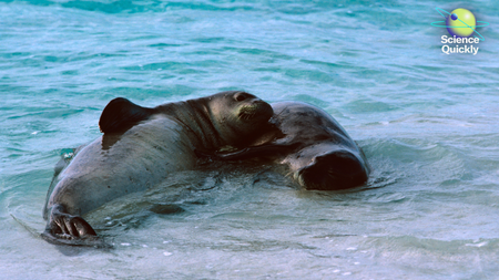 Two Hawaiian monk seals laying on each other in the water.