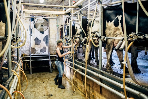 Farm worker using milking machine on dairy cattle