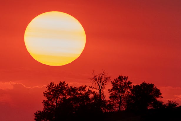 Huge yellow sun in red sky with trees in foreground.