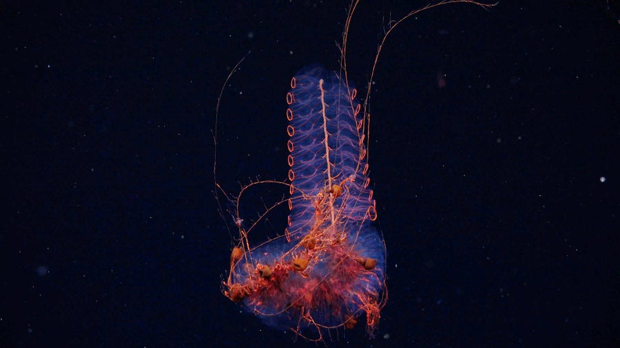 Long, translucent orange and purple siphonophore spiraling through deep ocean water