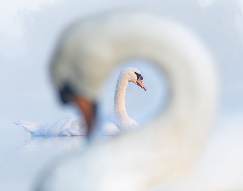 Retrato de cisne tomado a través del cuello curvo de otro cisne.