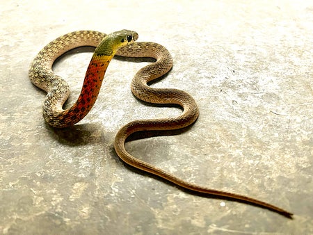A snake curled up with its head and neck lifted