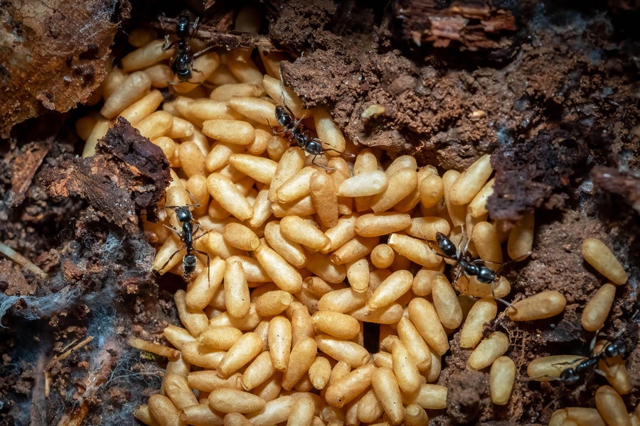 Close up de formigas de agulha asiática (braquiponera chinensis) com pupas no ninho