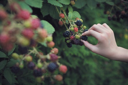 Close up photo of a person pulling a berry off of a bush