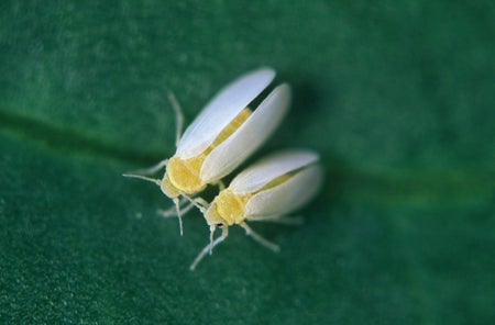 Two whiteflies against a green background
