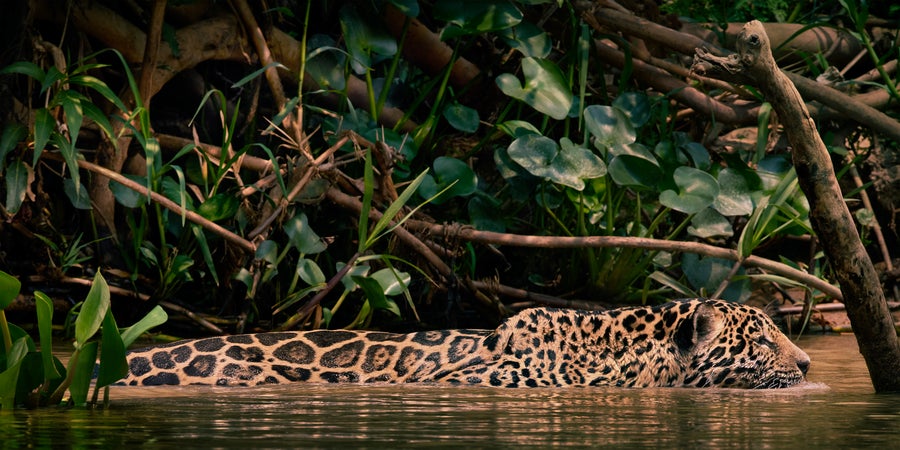 Jaguar swimming partially submerged