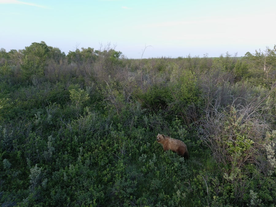 Grizzly bear in green landscape