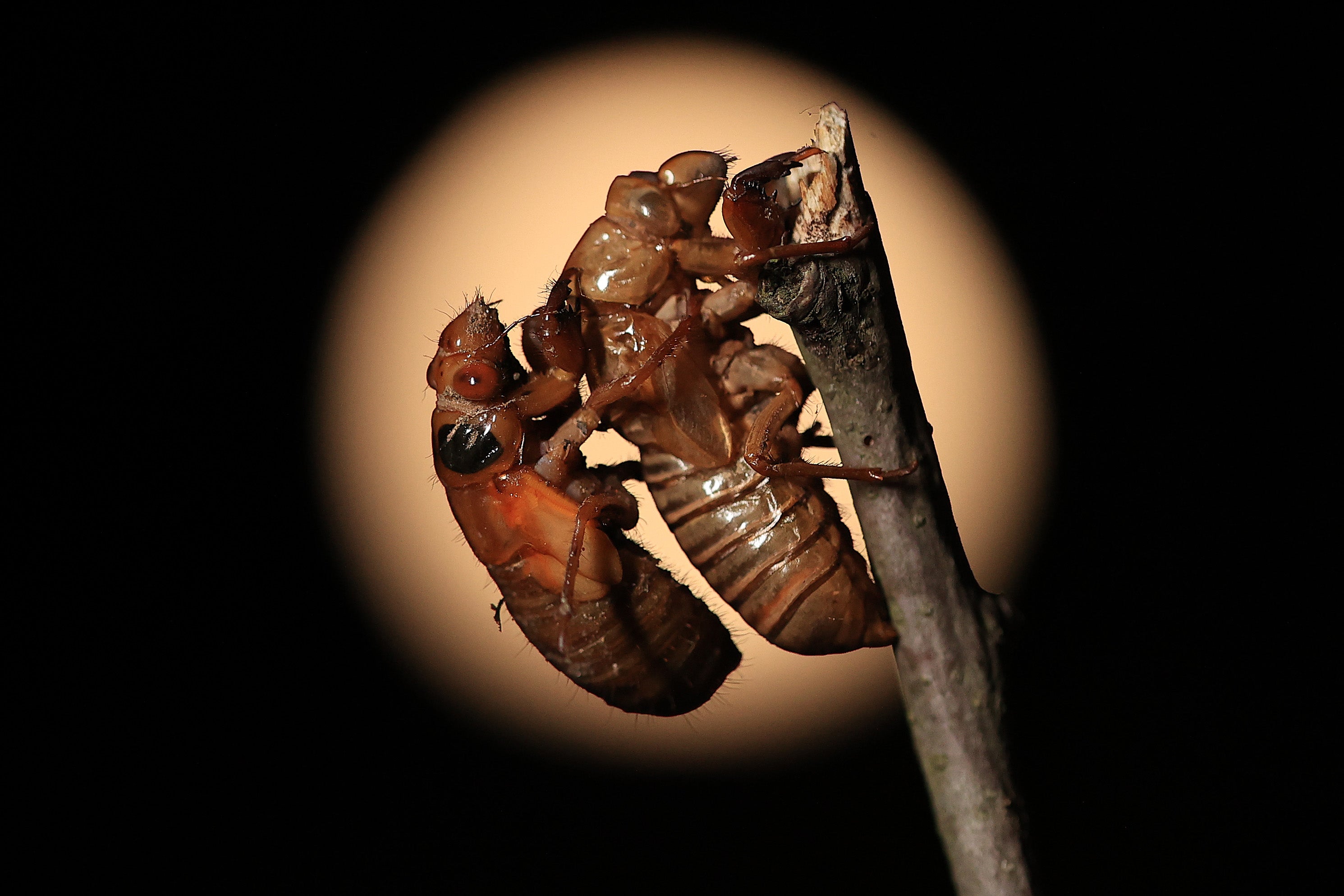 A Magicicada periodical cicada nymph clings to the empty shell of a previously molted cicada, the background is black with a circular warm colored area framing the nymph and shed cicada shell