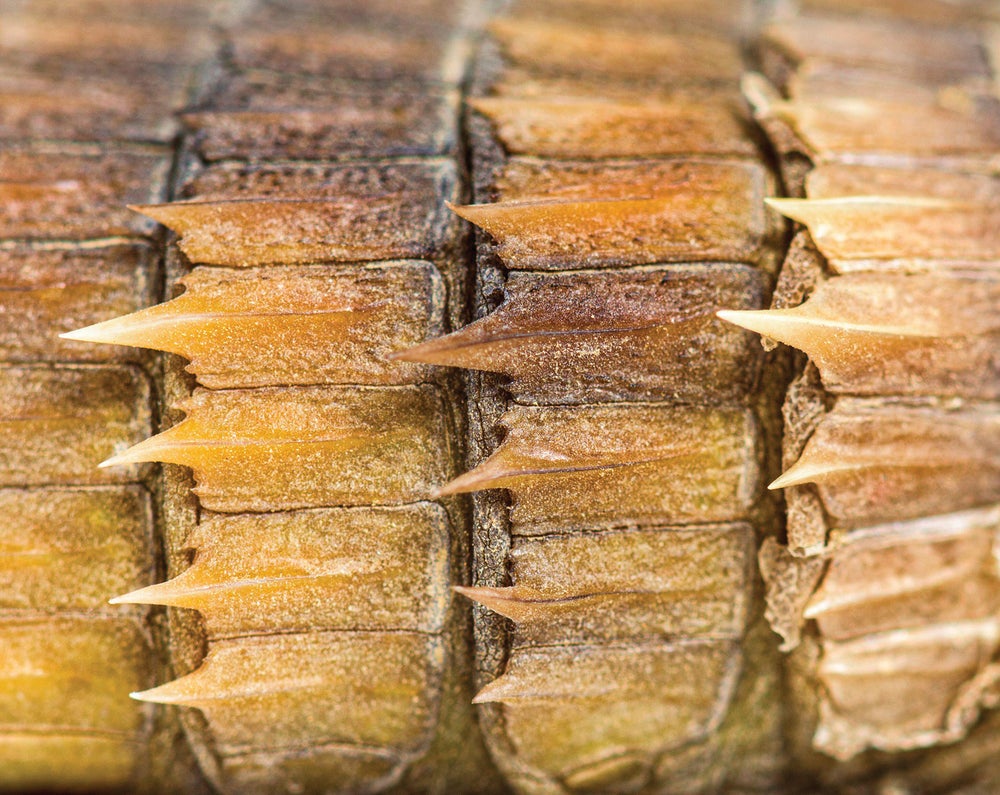 Textura de primer plano del lagarto anillado armadillo (Ouroborus cataphractus)