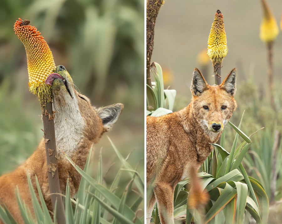 A diptych consisting of two photographs arranged side by side. On the left, an Ethiopian wolf licks nectar from an Ethiopian red hot poker flower. On the right, an Ethiopian wolf stares at the camera with pollen on its muzzle after sucking nectar.