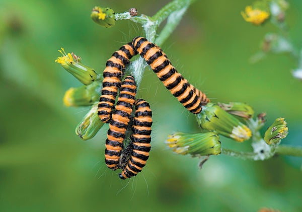 Four yellow-orange and black striped caterpillars on a branch.