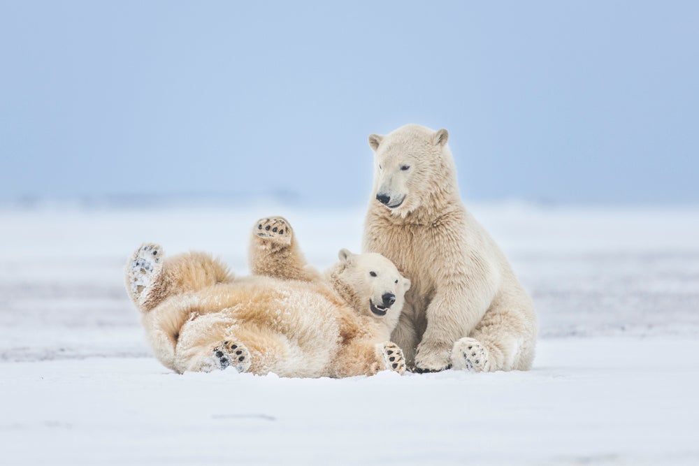 Why Are Bears ‘Friend-Shaped’? | Scientific American