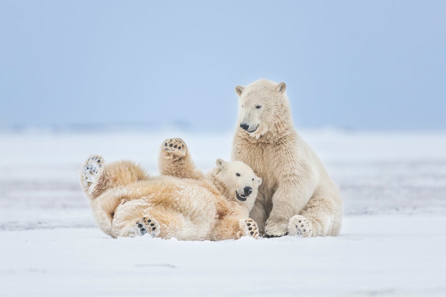 Two polar bears interacting in the snow