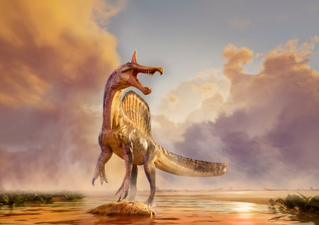 Spinosaurus mirabilis stands over its prey on the beach