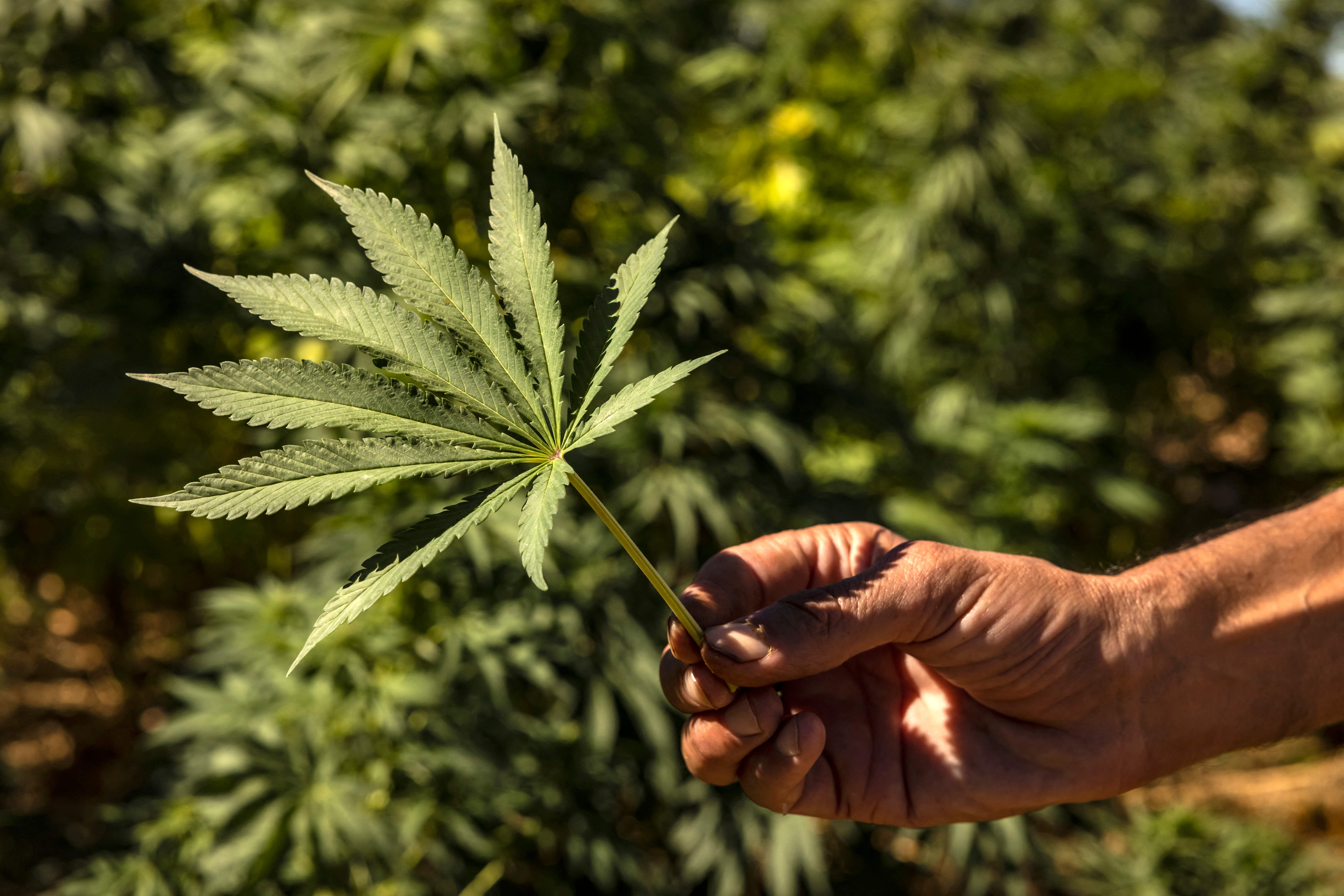 The image focuses on a close-up view of a human hand holding a single cannabis leaf against a blurred background of a lush, green cannabis field.