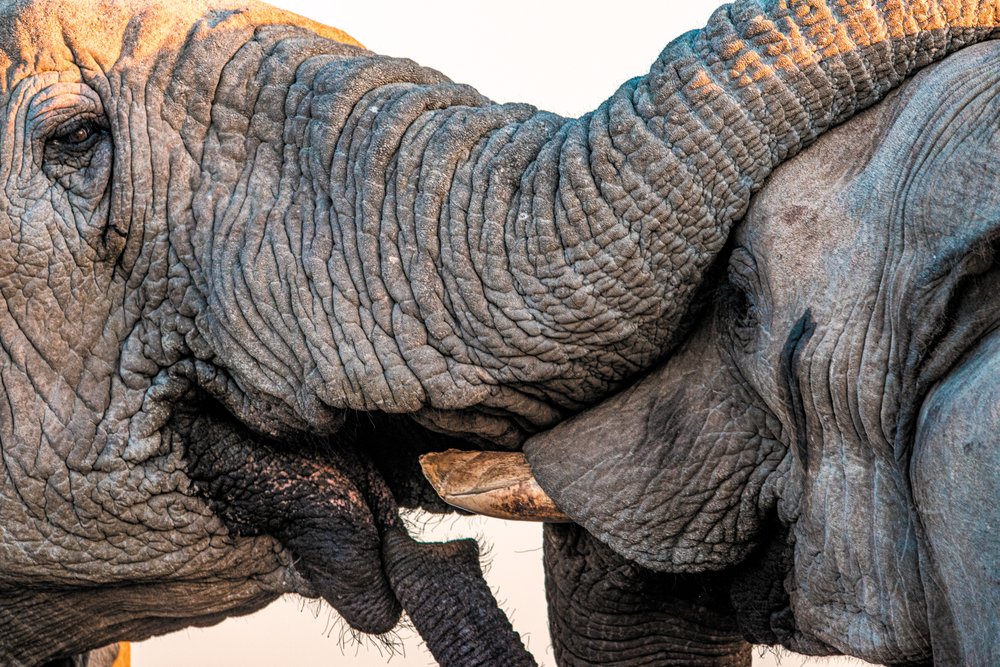 Male African Elephants Were Once Thought to Be Solitary—New Research ...