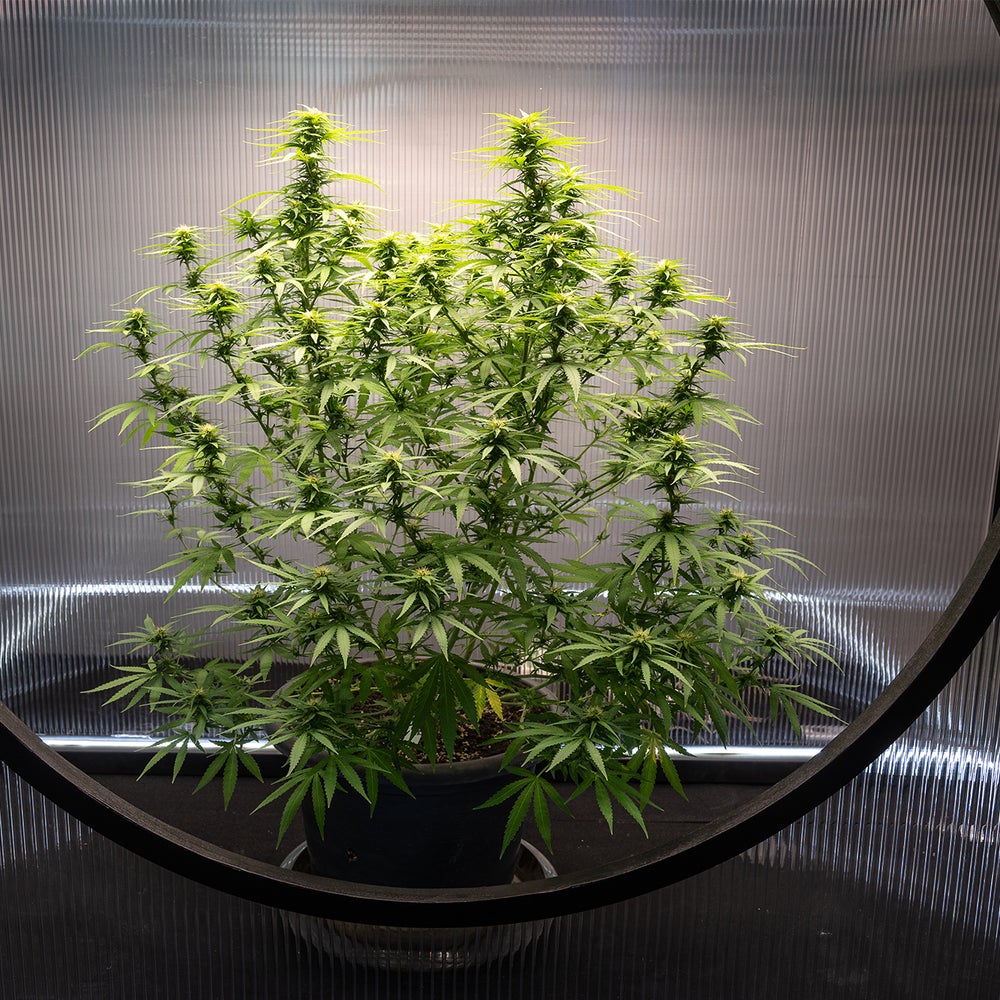 Marijuana's New Legal Status Must Spark More Research