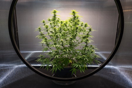 Cannabis plant inside a greenhouse or lab environment, framed by a round opening in a fluted transparent barrier