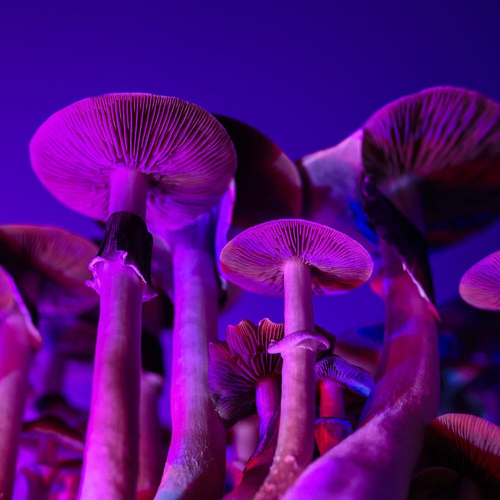 mushrooms and glp 1 Magic Mushroom Edibles Found to Contain No Psilocybin