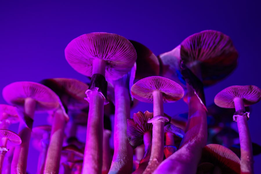 https://static.scientificamerican.com/dam/m/2cb152d05ed4d363/original/magic_mushroom_psilocybe_cubensis.jpg?m=1757691950.833&w=900