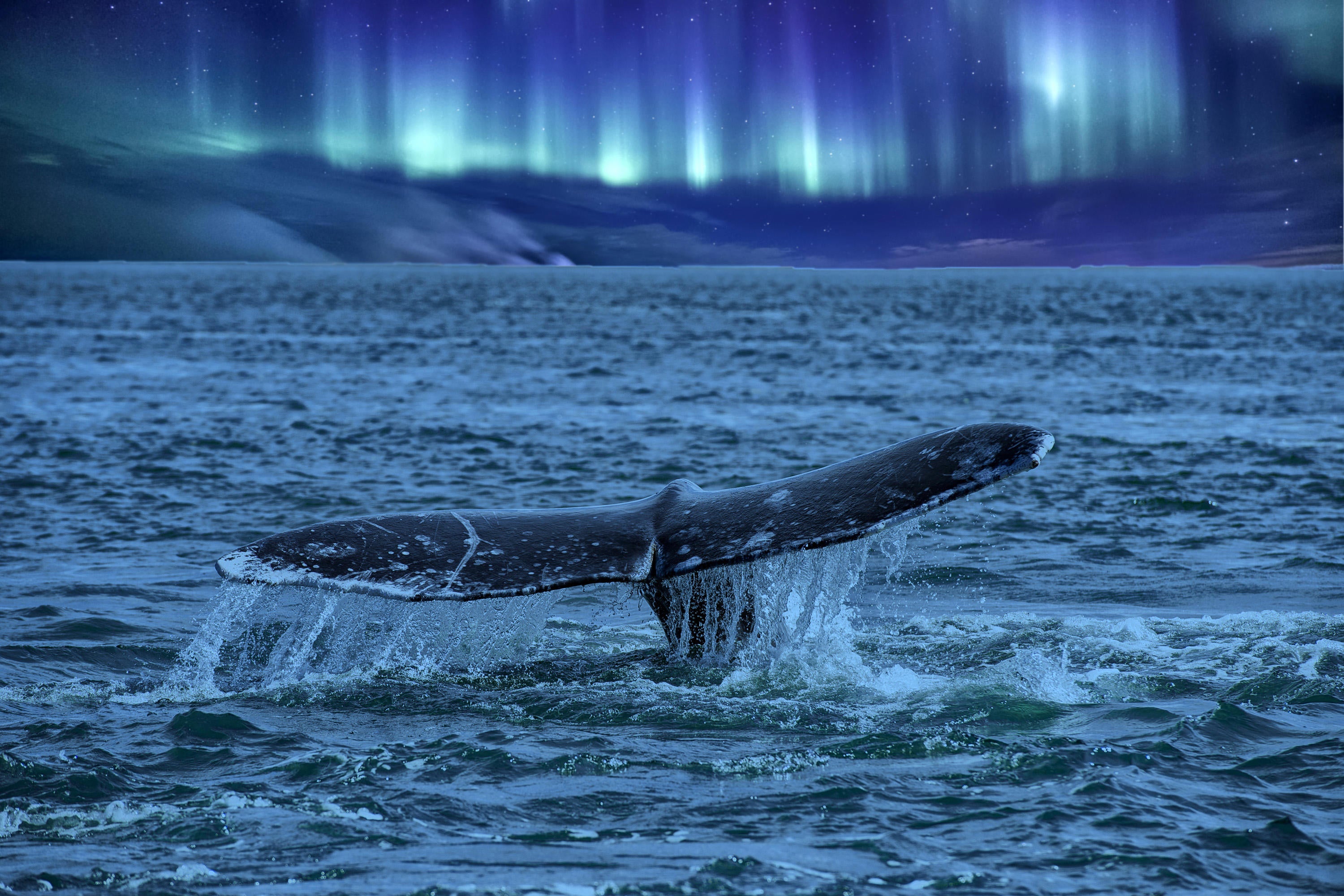 Whale tail with Northern lights in background