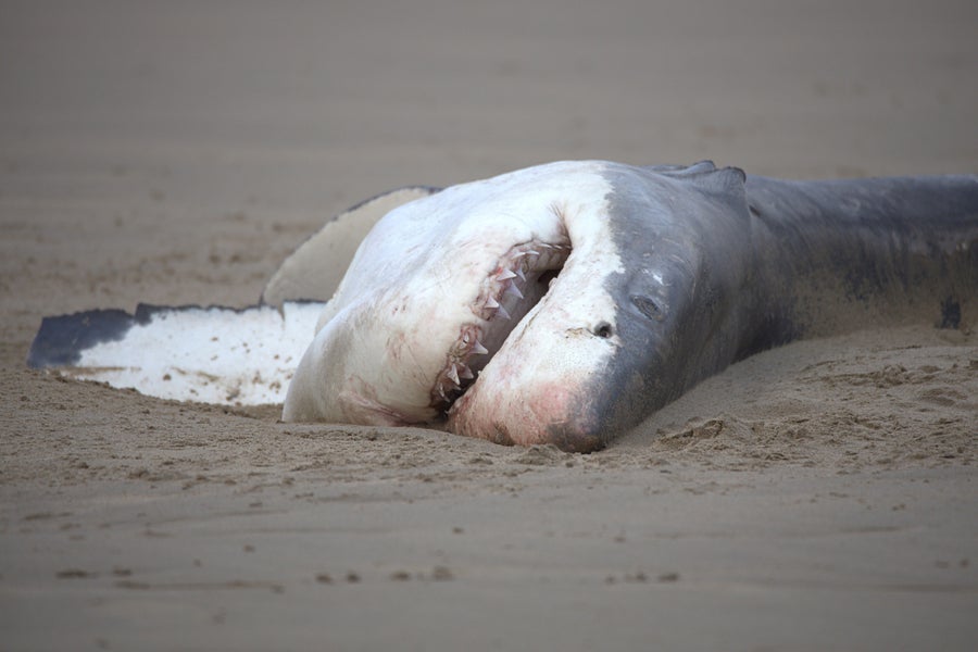 The carcass of a great white shark on a beach.