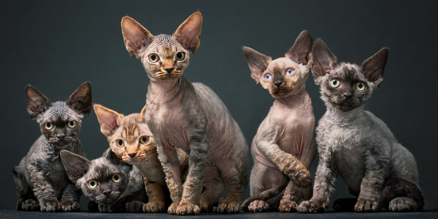Devon Rex kittens with curly coats gaze at camera