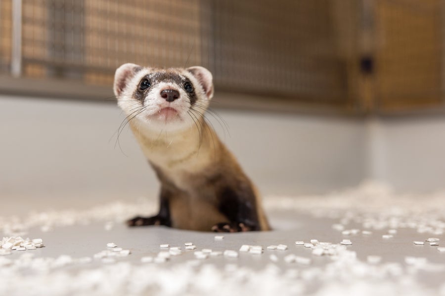 Young Black-footed ferret clone peering out of peephole