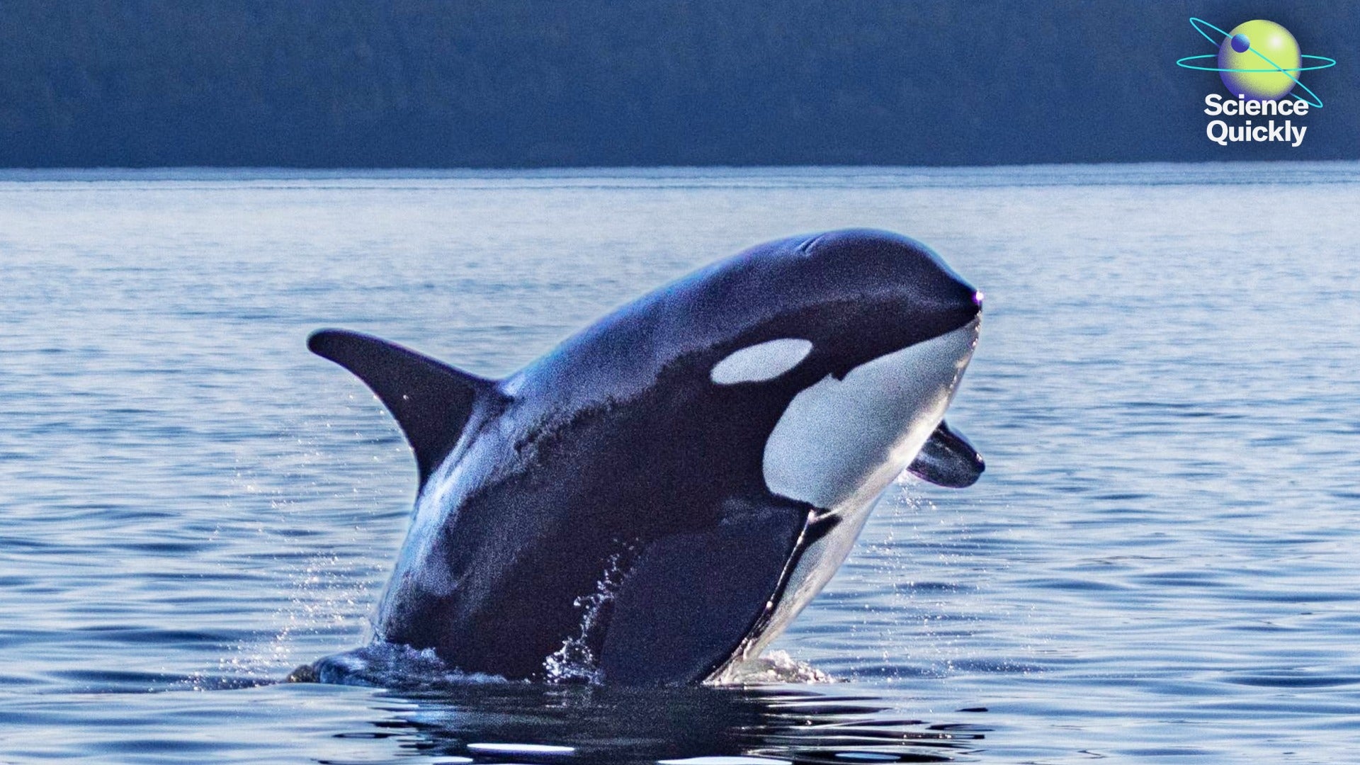 A killer whale leaps from the water